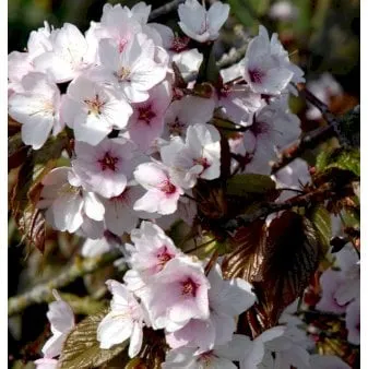 Sakhalin cherry